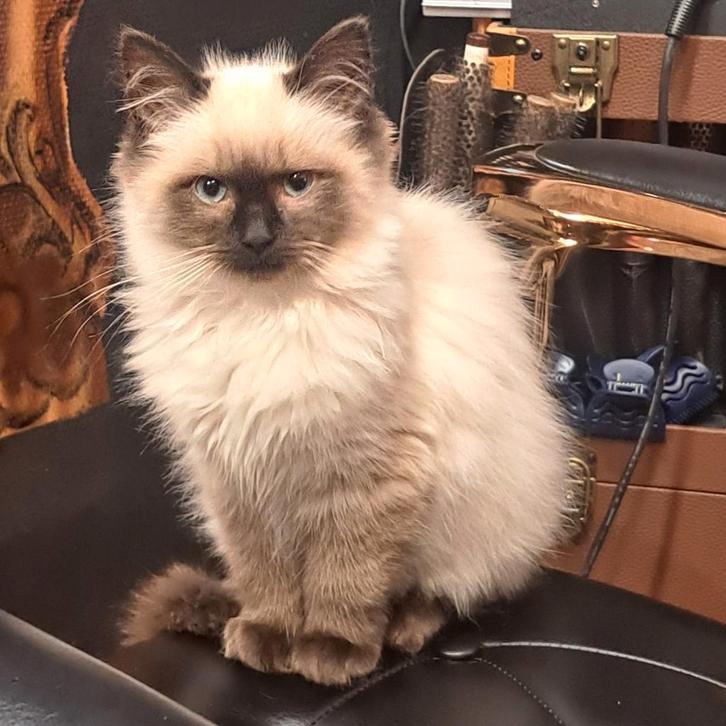 Ragdollkittens  de allerliefste! Zeer gesocialiseerd, Dieren en Toebehoren, Katten en Kittens | Raskatten | Langhaar