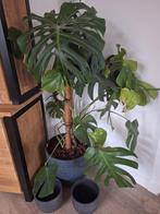Grote bloempot incl monstera plant + 2 kleinere potten, Huis en Inrichting, Kamerplanten, Ophalen, Halfschaduw, Minder dan 100 cm