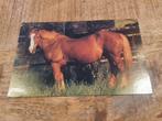 Mooi bruin paard, Verzenden, Voor 1920, Gelopen, Paard