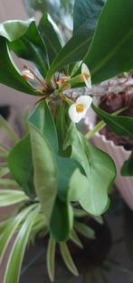 Christusdoorn - Euphorbia Milii-Witte bloemen, Ophalen of Verzenden, Halfschaduw, Minder dan 100 cm