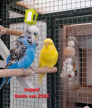 Te koop Grasparkieten ( Engelse) beschikbaar voor biedingen