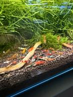 Diverse caridina garnalen, Kreeft, Krab of Garnaal