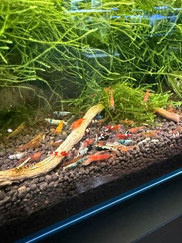 Diverse caridina garnalen beschikbaar voor biedingen