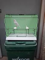 Prachtige Witte Kanarie Pop, Vrouwelijk, Kleurkanarie