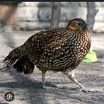 gezocht: temminck tragopaan hen, Dieren en Toebehoren, Vrouwelijk, Overige soorten