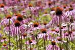 Bio zaden Rode zonnehoed - Echinacea purpurea, Verzenden, Voorjaar, Volle zon, Zaad
