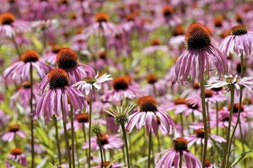 Bio zaden Rode zonnehoed - Echinacea purpurea beschikbaar voor biedingen
