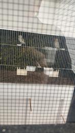 Koppel majoor putters, Ophalen of Verzenden, Zo goed als nieuw, Aluminium, Vogelkooi