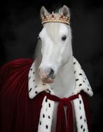 Verzorger gezocht, Dieren en Toebehoren, Ophalen, Nieuw