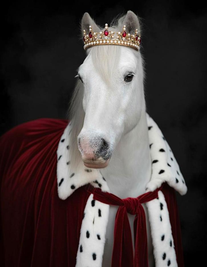 Verzorger gezocht, Dieren en Toebehoren, Paarden en Pony's | Verzorgingsproducten, Nieuw, Ophalen