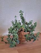 Gezonde Kalanchoe Fedtschenkoi met pot (vetplant), Minder dan 100 cm, Halfschaduw, Bloeiende kamerplant, Ophalen