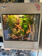 Terrarium met Roodkeelanolis, Ophalen, Zo goed als nieuw