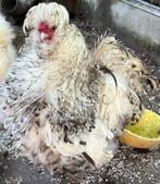 Zijdehoen USA broedeieren 10 voor 30,-, Dieren en Toebehoren, Pluimvee, Geslacht onbekend, Kip