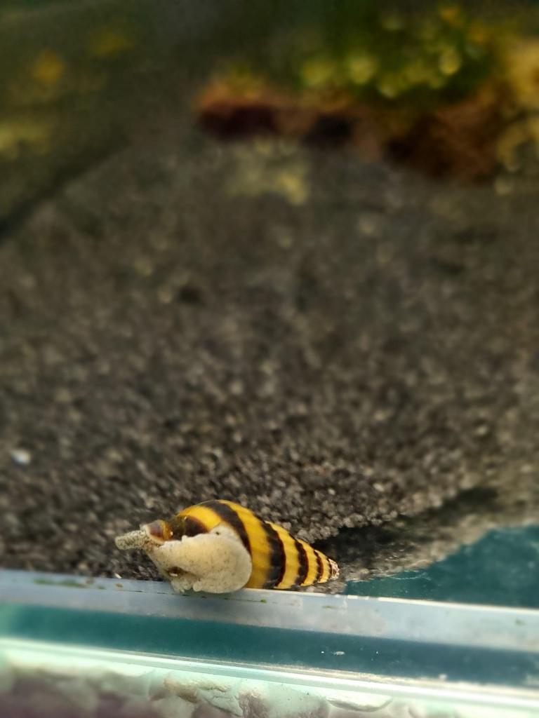 Helena slak, Dieren en Toebehoren, Vissen | Aquariumvissen, Slak of Weekdier, Zoetwatervis