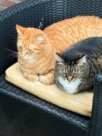 Oppas voor huis en dieren gezocht