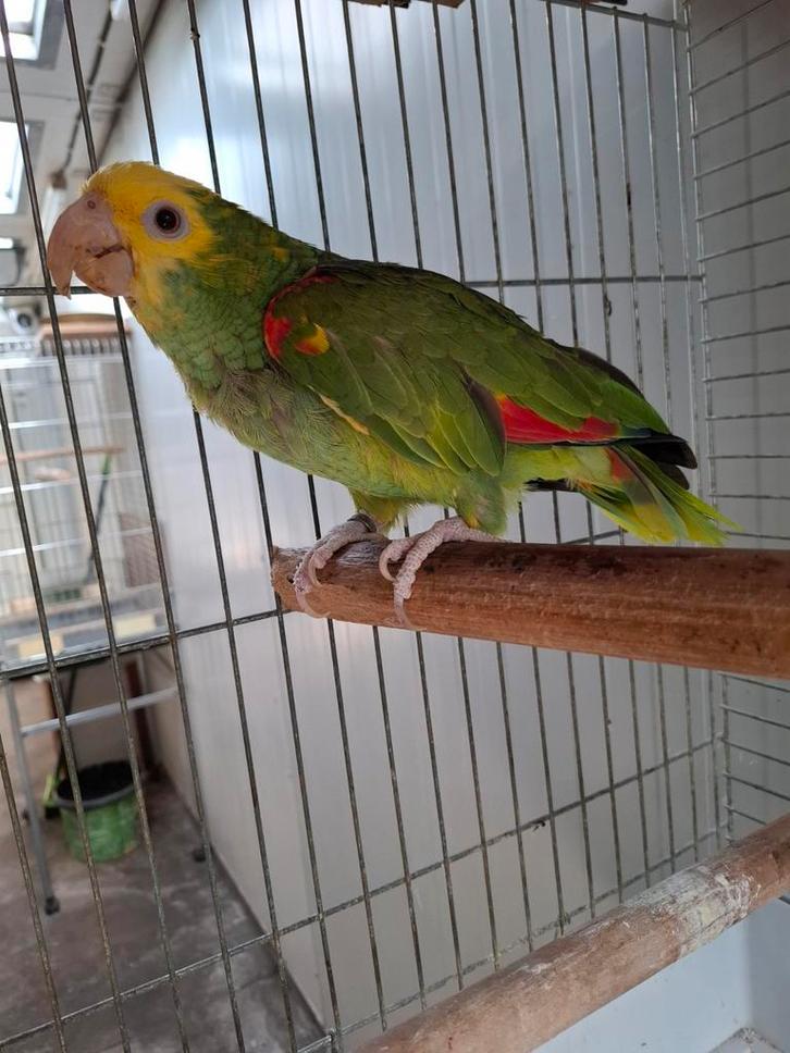 Dubbele Geelkop Amazone Oratrix Fallow rode ogen., Dieren en Toebehoren, Vogels | Parkieten en Papegaaien, Papegaai, Mannelijk