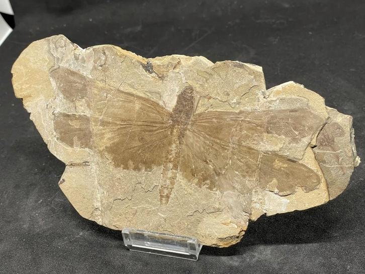 fossiel libelle (circa 130 miljoen jaar oud), Verzamelen, Mineralen en Fossielen, Fossiel, Ophalen