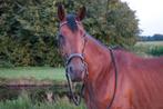 Lieve ruin Hero zoekt een nieuw maatje!, Dieren en Toebehoren, Paarden, B, Ruin, 7 tot 10 jaar, 160 tot 165 cm