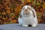 Lief konijntje gezocht?, Meerdere dieren, Dwerg, Hangoor, 0 tot 2 jaar