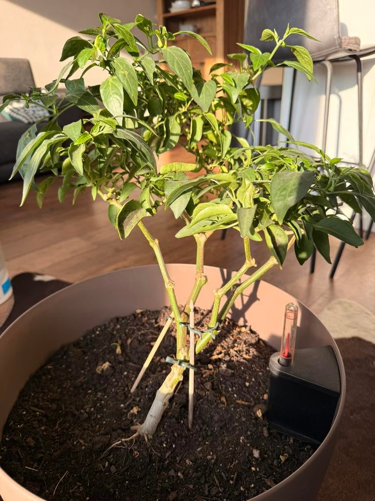 Jalapeño boompje 2 jarige hoogte 47cm, Tuin en Terras, Planten | Bomen, Ophalen, Volle zon, Overige soorten, Minder dan 100 cm