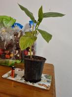 tomatenboom tamarillo, Tuin en Terras, Planten | Bomen, In pot, Minder dan 100 cm, Zomer, Overige soorten
