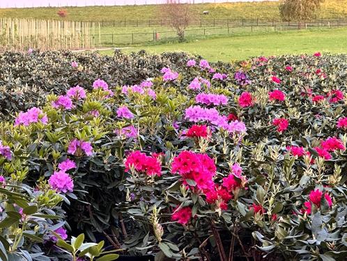 Rhododendrons in pot, hoogte 60/80 en 80/100 cm, Tuin en Terras, Planten | Bomen, Overige soorten, Minder dan 100 cm, Halfschaduw