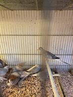 Lichte diamant duifjes, Dieren en Toebehoren, Meerdere dieren, Overige soorten