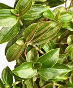 Tradescantia Sweet Tabby stekjes, Ophalen of Verzenden, Overige soorten, Halfschaduw, Minder dan 100 cm