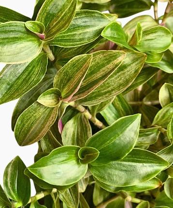 Tradescantia Sweet Tabby stekjes beschikbaar voor biedingen