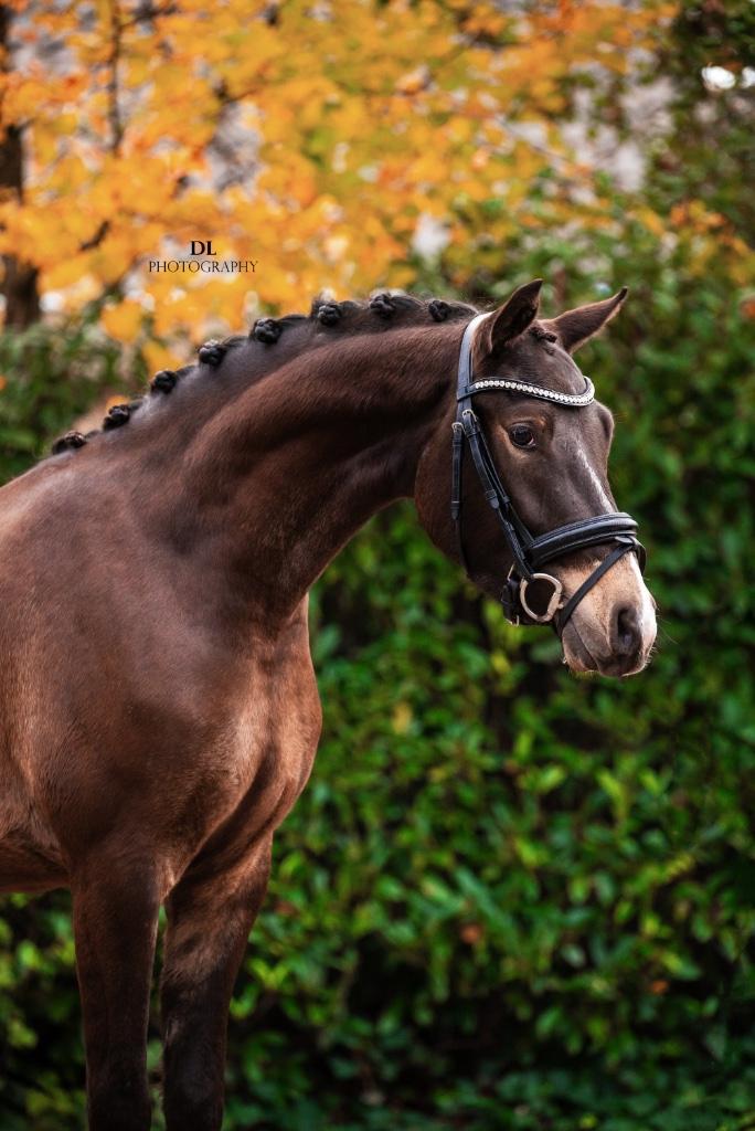 MEGA knappe ruin, Dieren en Toebehoren, Pony's, Ruin, B, E pony (1.48m - 1.57m), Dressuurpony, 3 tot 6 jaar, Met stamboom, Gechipt