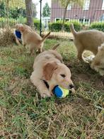Lieve Golden Doodle pups, Dieren en Toebehoren, Golden retriever, Parvo, 8 tot 15 weken, Meerdere