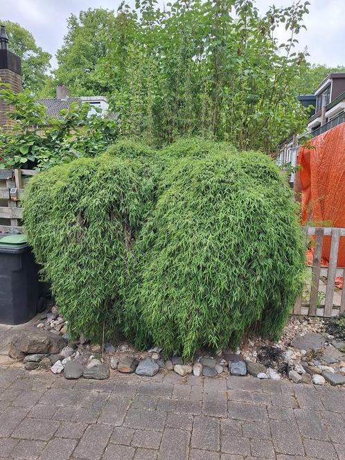 Fargesia bamboe - mooie volle planten, Tuin en Terras, Planten | Bomen, Overige soorten, Bloeit niet, Ophalen of Verzenden