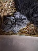 GEZOCHT: borstel - zilver/goudagouti, rood of zwart, Dieren en Toebehoren, Knaagdieren, Cavia, Mannelijk, Januari, Tam