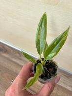 Philodendron ring of fire, Huis en Inrichting, Kamerplanten, Ophalen of Verzenden, Halfschaduw, Minder dan 100 cm