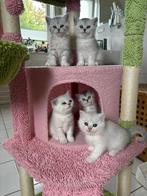 British shorthair kittens, Dieren en Toebehoren, Katten en Kittens | Raskatten | Korthaar, Meerdere dieren, Ontwormd, 0 tot 2 jaar