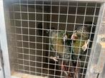 2 pyrrhura’s, Dieren en Toebehoren, Mannelijk, Parkiet, Geringd