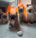 Raszuivere Ragdoll kittens op zoek naar een forever home😻, Dieren en Toebehoren, Katten en Kittens | Raskatten | Langhaar, Meerdere dieren