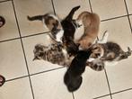 Gouden mandje, Dieren en Toebehoren, Katten en Kittens | Overige Katten, Kater, 0 tot 2 jaar