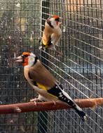 Koppel Putters, Meerdere dieren, Wildzangvogel, Geringd