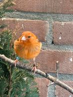 Roodagaat kanarie 2025, Dieren en Toebehoren, Vogels | Kanaries, Geslacht onbekend, Kleurkanarie