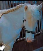 Lieve, brave tinker ruin💖🦄, Dieren en Toebehoren, Pony's, B, Ruin, 3 tot 6 jaar, Gechipt