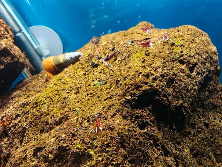 Caridina Dennerli garnalen Kardinaal garnalen, Dieren en Toebehoren, Vissen | Aquariumvissen, Kreeft, Krab of Garnaal
