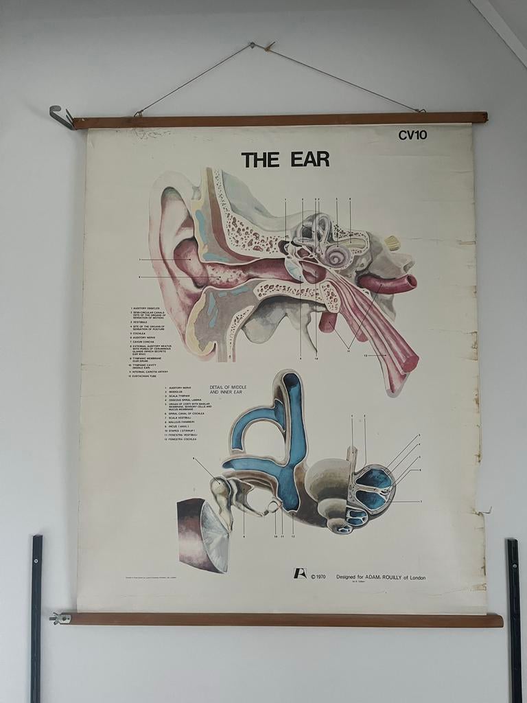 Oude schoolplaat oor - 1970, Ophalen, Natuur en Biologie