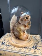 Glazen stolp met Steiff eekhoorn beertje, Huis en Inrichting, Woonaccessoires | Stolpen, Ophalen of Verzenden, Gebruikt
