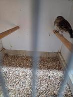 Bastaard putter poppen, Dieren en Toebehoren, Vrouwelijk, Wildzangvogel