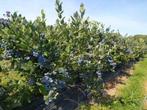 Blauwe bes bessen struiken productief zo vanaf onze kwekerij, Ophalen, Overige soorten, Volle zon