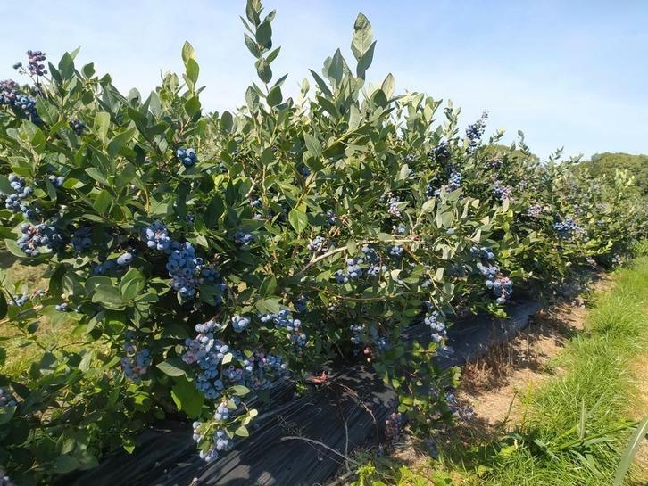Blauwe bes bessen struiken productief zo vanaf onze kwekerij, Tuin en Terras, Planten | Tuinplanten, Overige soorten, Volle zon