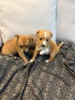 Chihuahua, Dieren en Toebehoren, Rabiës (hondsdolheid), 8 tot 15 weken, Meerdere, Meerdere dieren