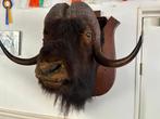 opgezette kop Bizon, Muskusos, Krokodil, Reekalfje, Hagedis, Ophalen, Gebruikt, Wild dier, Opgezet dier