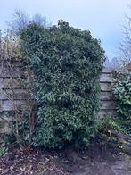 Gratis Portugese laurier, Tuin en Terras, Planten | Bomen, Bloeit niet, Overige soorten, 100 tot 250 cm, Ophalen